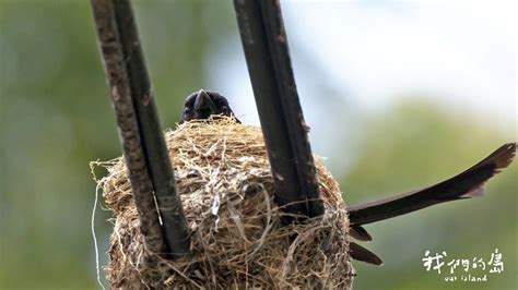 有鳥築巢|【家裡有鳥築巢】鳥巢報喜！1個跡象代表家宅運勢大。